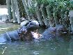 hippopotamuses...