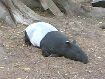 86. tapir...