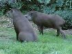 87. tapirs...