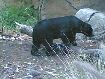 88. black bear...