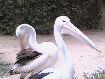 92. pelicans...