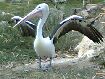 93. pelican...