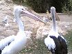 95. pelicans...